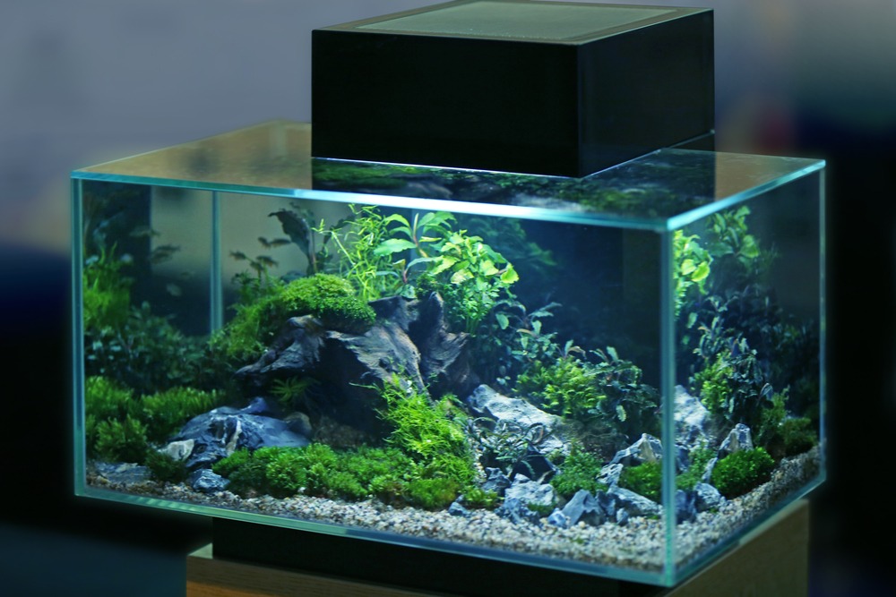 aquariums niche