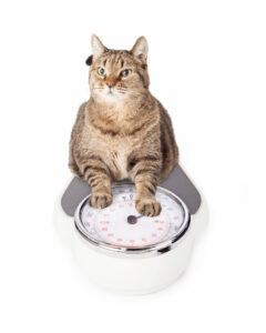 cat weight loss niche